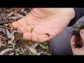 Foraging Psilocybe Mushrooms with Alan Rockefeller