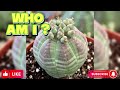 10 Most popular echeverias  | Top 10 🌱🌿 | Succulents