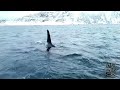 Communication attempt between Orcas and human | Kapr Divers | February 2017