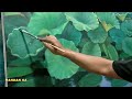 HOW TO DRAW - PAINTING A LOTUS FLOWER WITH ACRYLIC ON CANVAS BY DANDAN SA / LOTUS GARDEN, TTR 114