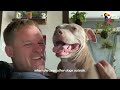 Guy Decides To Foster A Very Pregnant Pit Bull | The Dodo