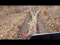 Firewood Recovery, Skidding logs with tractor.