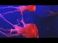 24 HOURS Under The Red Sea 4K (ULTRA HD) - Immersive Yourself In A Colorful Ocean Life