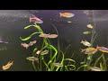 Update on 110 gallon African tetra aquarium