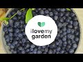 Planter et cultiver des myrtilles | Jardinage facile | IlOVEmyGARDEN.be