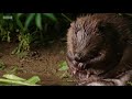 The Beavers of the River Otter