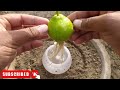 Grow lemons from lemons fruit | The easiest procedure in the world | 100% success |