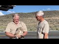 Young Great Horned Owl