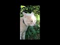 Things that only cats can do 🤣 New Funny Cats Video🤣 Part 24