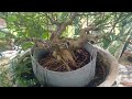 GROUND BONSAI TIDAK TANGGUNG-TANGGUNG