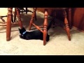 Kittens playing with mouse under kitchen table 10-4-14