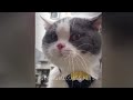 Best Cats and Dogs Videos 🙀🐶 Funny Cats Videos 🐱