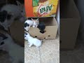 القطط الصغيرة تحاول الهروب | kittens trying to escape