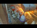 Chicks, Day 11