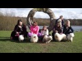 Coton De Tulear meetup Ruislip Lido March 2017