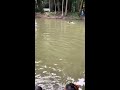 Swimming in pirojpur pond