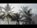 Palm Trees In The Wind - Collab with Piano Tetyana