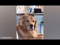 Dogs Make You Forget All Your Problems 😂 Funny Dog Videos