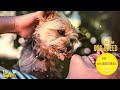 Dog Music for Yorkies - Sleep Yorkie Music for Dogs [MUST TRY]