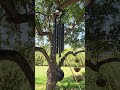 Wind chimes and mocking bird songs (ASMR)
