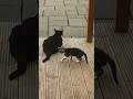 Tiny kitten adopted by big Tom cat