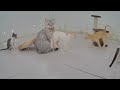 Best Cats Videos 🐱🐈 Funniest Catss ❤️