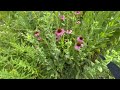 Walkthrough a native prairie ecosystem