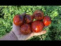 Полная схема подкормок томатов в АВГУСТЕ.