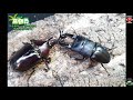 사슴벌레 VS 장수풍뎅이 둘중 누가 더 강할까? stag beetle fight