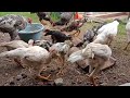 Cara Membuat Pakan Ayam Murah Sehat Untung Besar Ayam Kampung