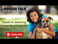 How Long Do Jack Russels Live? | DoggieTalk
