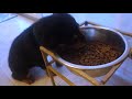 8 week old puppy Rottweiler's first days home. |02