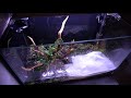 How To Plant Your First Aquarium | For Beginners