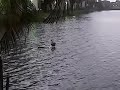 Duck Standing at a Pole in the Water