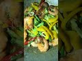 Seafood fried with vegetables so delicious #food #cooking #eating #delicious #subscribe #seafood
