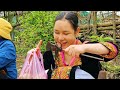 Young girl harvests sapodillas to sell at the market, living a peaceful life