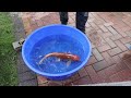 Neglected koi pond ending fish rescue 🙂