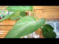 how to grow money plant in water and soil from cutting//money plant care 👍