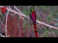 10 Most Beautiful Hummingbirds In The World