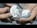 Preparing Pleuroceras from Buttenheim jurassic fossil ammonites