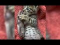 Funny ANIMAL videos😊Funniest CATS🐈and DOGS🐕 2024