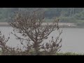 雌に猛アピールするカッコウ雄20240602米子水鳥公園P6021773