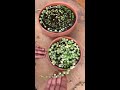 How to Propagate Senecio Rowleyanus 