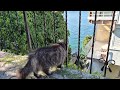 Cute stray cats living on cat island