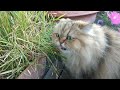 Hitomi the Persian cat, who chooses to eat even grass that is not full of energy