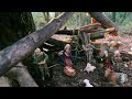 Christmas bushcraft. For the first time a christmas crib in the jungle made alone. video 13.
