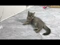 Best Funny Animals 2024🤣Funniest Dogs and Cats😻🐶Part 9