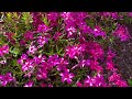 [Fuji Shibazakura Festival] A field of pink moss phlox with Mt. Fuji 2024