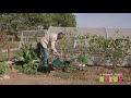 Comment planter un framboisier ?