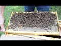 Beekeeping TIPS For The Month of August-You Can Do It!